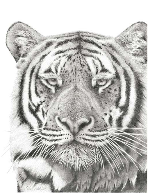 Bengal Prince | Peter Hildick | Castle Fine Art